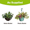Pre-Planted Fuchsia Trailing Hanging Baskets
