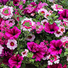 Pre-Planted Eton Mess Hanging Baskets