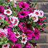Pre-Planted Eton Mess Hanging Baskets