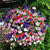 Pre-Planted Petunia Wave Mix Hanging Baskets