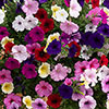 Pre-Planted Petunia Wave Mix Hanging Baskets