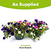 Pre-Planted Petunia Wave Mix Hanging Baskets