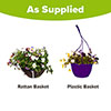 Pre-Planted Cool Wave Berries & Cream Hanging Baskets