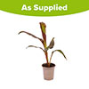 Canna Lily Cannova Bronze Scarlet Canna Lily Cannova Bronze Scarlet