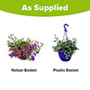 Pre-Planted Summer Sensation Hanging Baskets