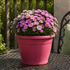 Pre-Planted Aster Alpha in Pink Decopot