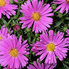 Pre-Planted Aster Alpha in Pink Decopot