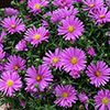 Pre-Planted Aster Alpha in Pink Decopot Pre-Planted Aster Alpha in Pink Decopot