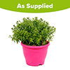 Pre-Planted Aster Alpha in Pink Decopot Pre-Planted Aster Alpha in Pink Decopot