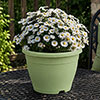 Pre-Planted White Aster Alpha in Decopot Pre-Planted White Aster Alpha in Decopot