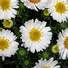 Pre-Planted White Aster Alpha in Decopot Pre-Planted White Aster Alpha in Decopot