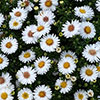 Pre-Planted White Aster Alpha in Decopot Pre-Planted White Aster Alpha in Decopot