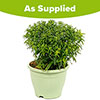 Pre-Planted White Aster Alpha in Decopot Pre-Planted White Aster Alpha in Decopot