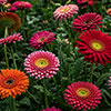 Gerbera Sunshapers Collection