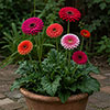 Gerbera Sunshapers Collection