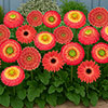 Gerbera Sunshapers Collection