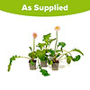 Gerbera Sunshapers Collection