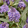 Buddleia Little Rockstars Blue