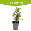 Buddleia Little Rockstars Blue Buddleia Little Rockstars Blue