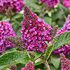 Buddleia Little Rockstars Red