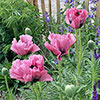 Papaver Pink Perfection Poppy