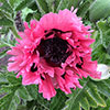Papaver Pink Perfection Poppy