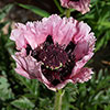 Papaver Pink Perfection Poppy