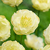 Trollius x cultorum Full Moon