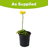 Trollius x cultorum Full Moon Trollius x cultorum Full Moon