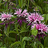 Monarda Beauty of Cobham