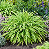Hosta Party Streamers Hosta Party Streamers