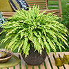 Hosta Party Streamers Hosta Party Streamers