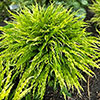 Hosta Party Streamers Hosta Party Streamers