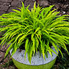 Hosta Party Streamers Hosta Party Streamers