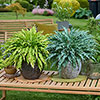Hosta Twist and Shout Collection