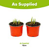 Hosta Twist and Shout Collection
