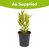Spigelia Little Redhead