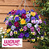 Pre-Planted Pansy Top Wave Hanging Baskets Pre-Planted Pansy Top Wave Hanging Baskets