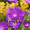 Stokesia Amethyst