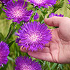 Stokesia Amethyst