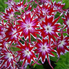 Phlox Pop Stars Mix 