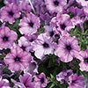 Petunia Famous Lavender Blush 