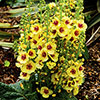 Verbascum Dark Eyes 