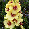 Verbascum Dark Eyes 