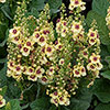 Verbascum Dark Eyes 