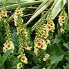 Verbascum Dark Eyes 