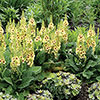 Verbascum Dark Eyes 