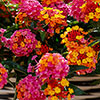 Lantana Passion Fruit 