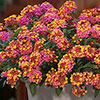 Lantana Passion Fruit 