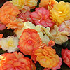 Begonia Amber Delight 